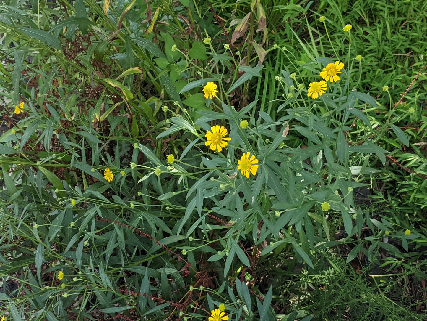 Common Sneezeweed image 1