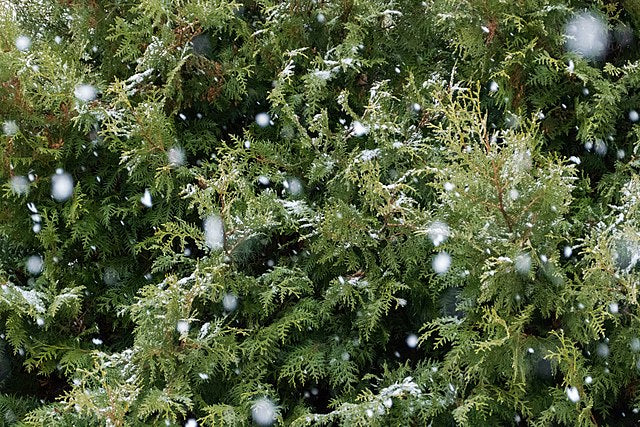 White Cedar image 1