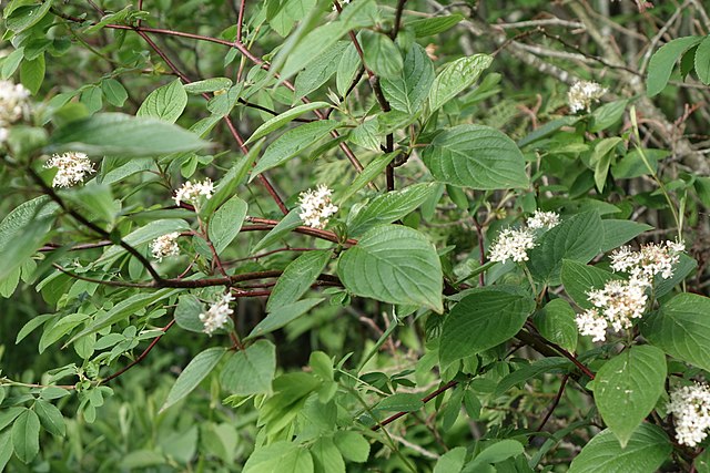 Redosier Dogwood image 0