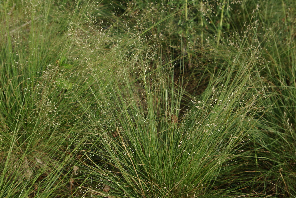 Prairie Dropseed image 0