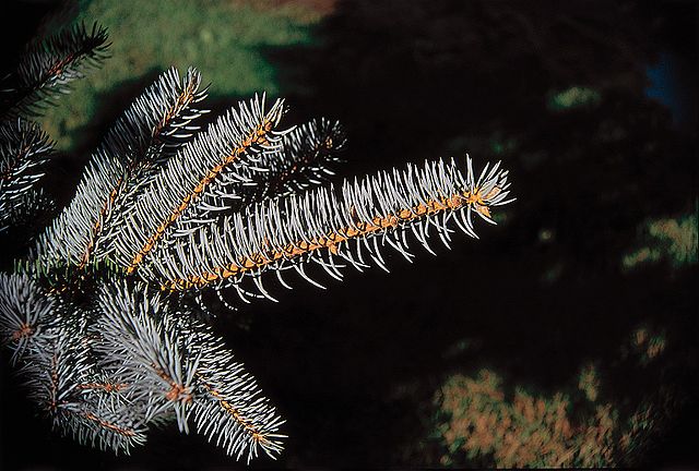 Blue Spruce image 1