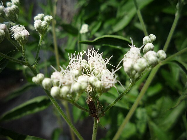 Boneset image 0