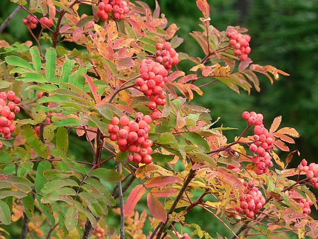 American Mountain Ash image 1