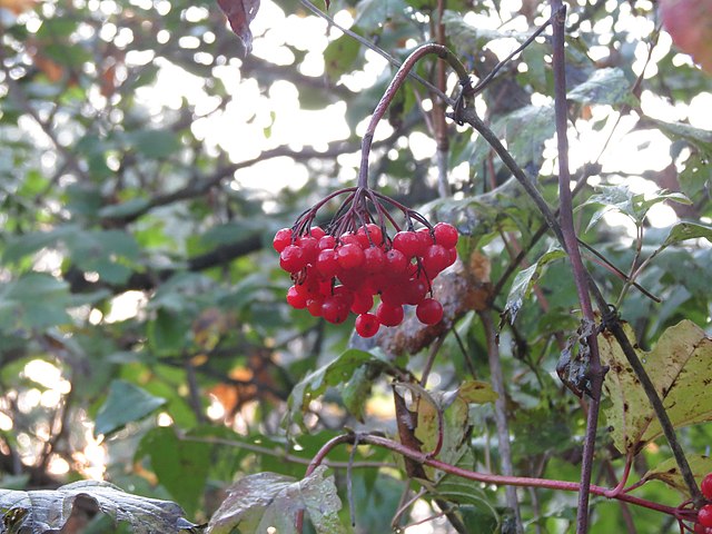 Highbush Cranberry image 0