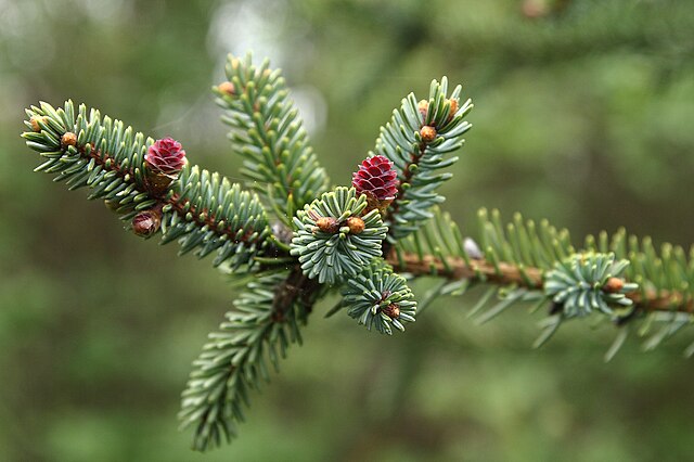 Black Spruce Plugs