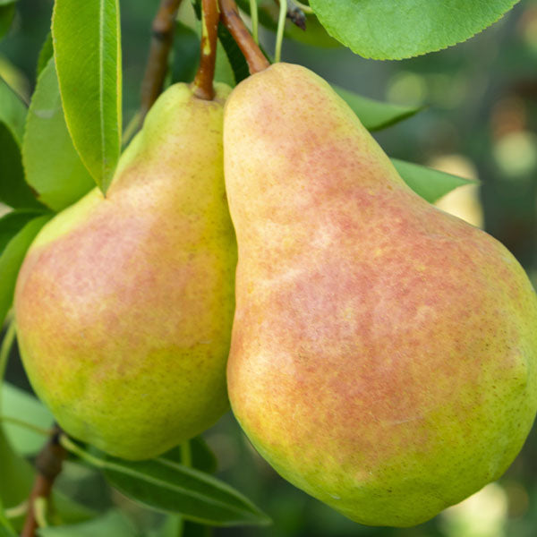 Flemish Beauty Pear image 1