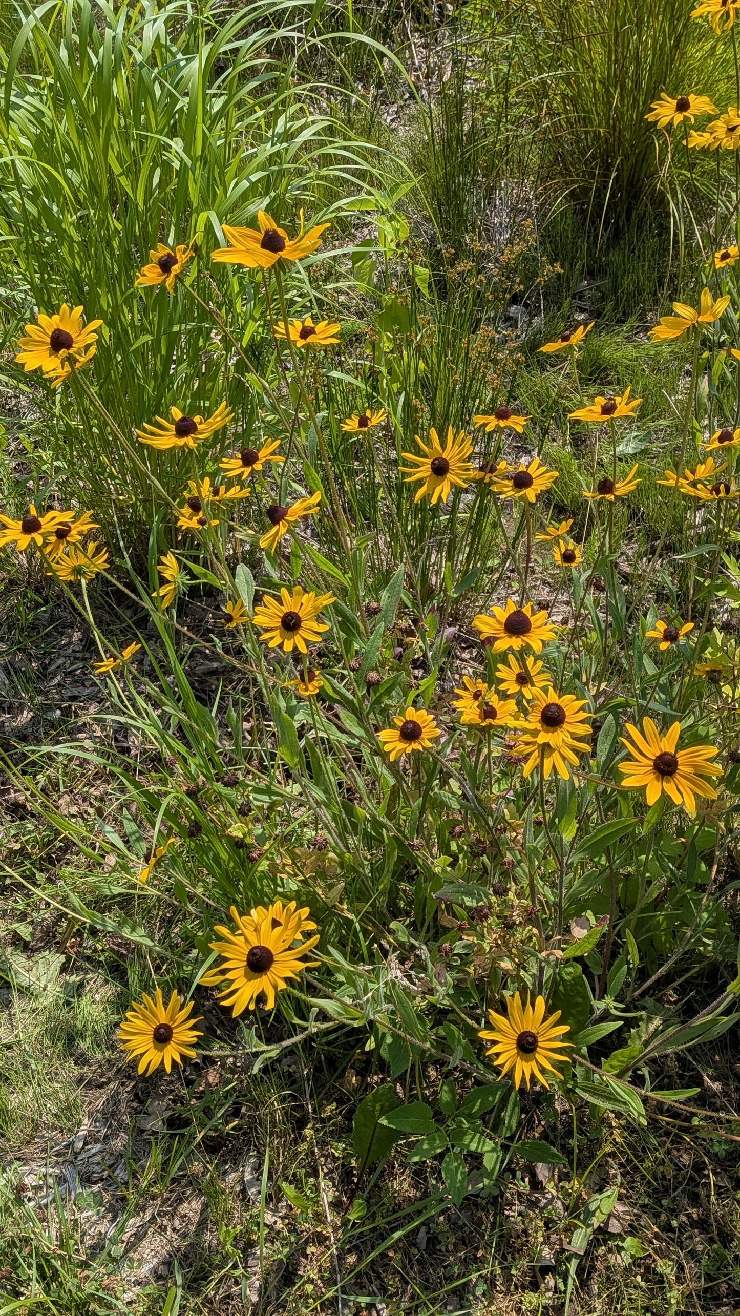 Black Eyed Susan