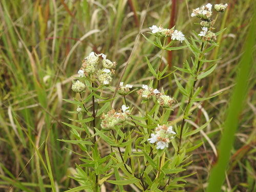 Mountain Mint image 0