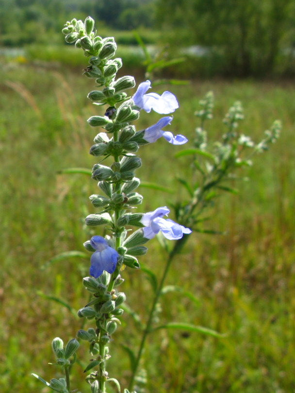Blue Sage