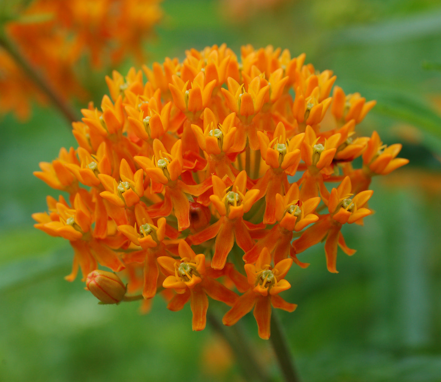 Butterfly Milkweed