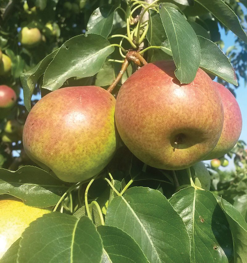 Wisconsin Hardy Pear image 1
