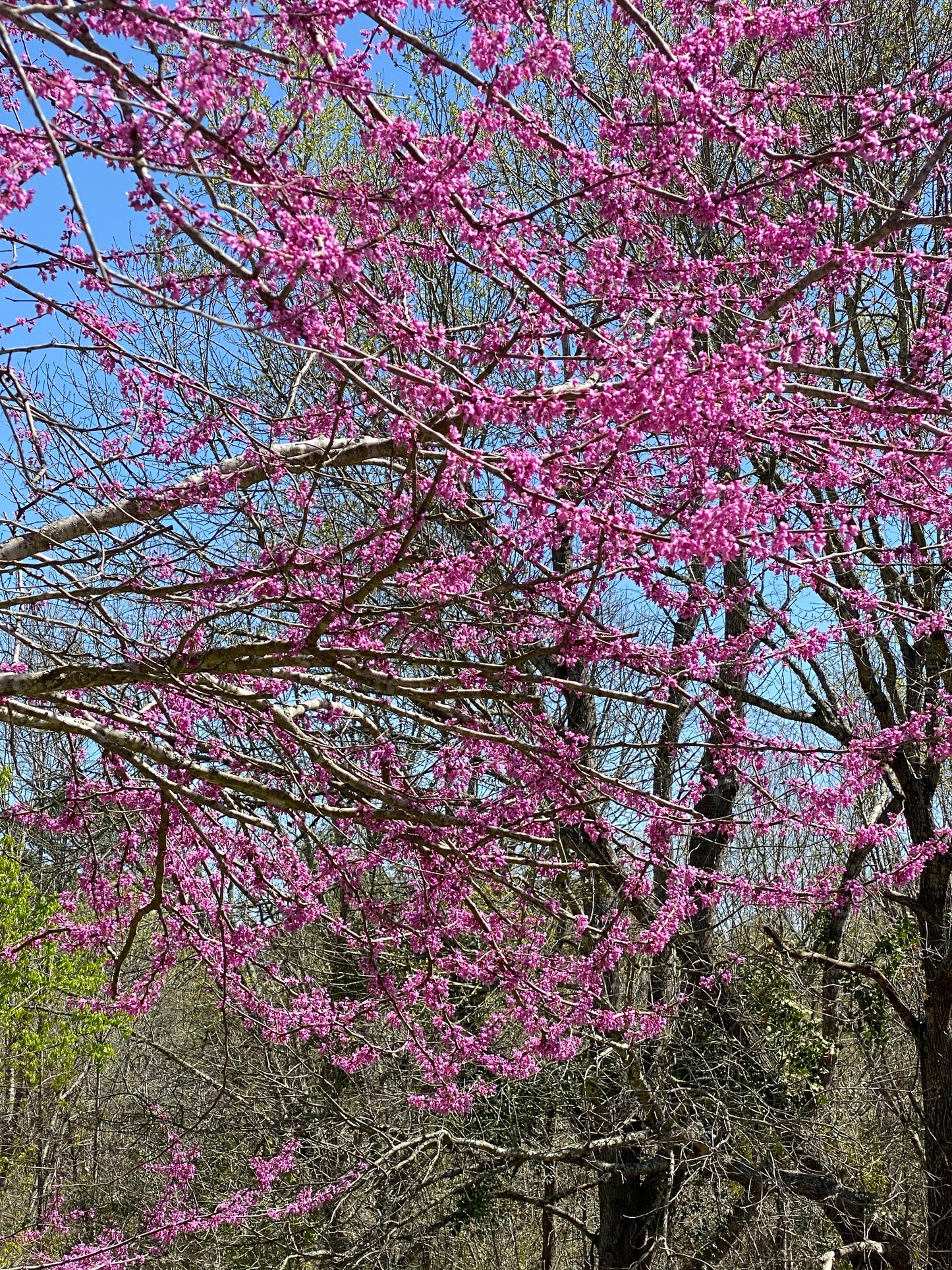 Eastern Redbud Seedling