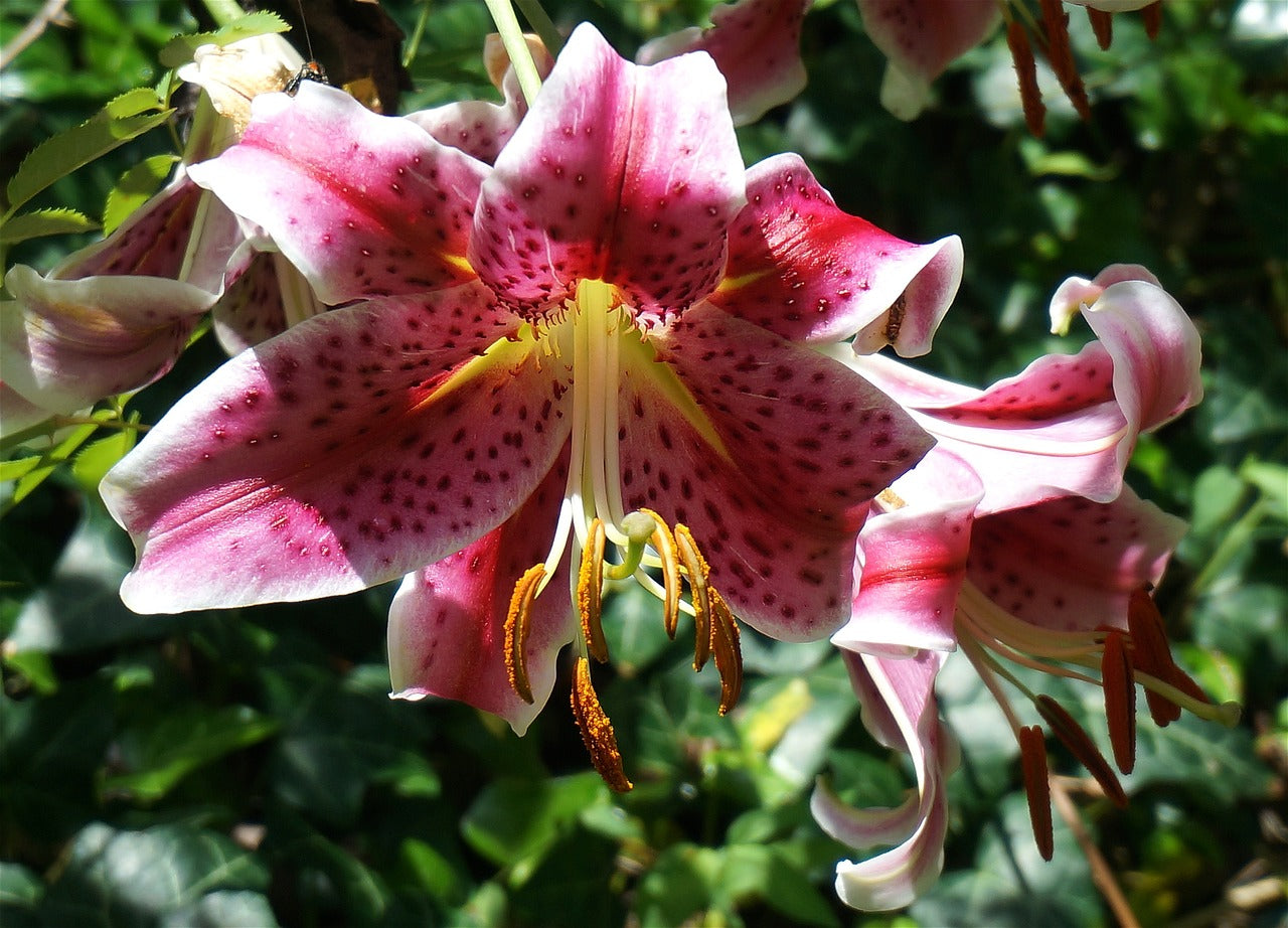 Pink Romance Oriental Lilies - SOLD OUT!