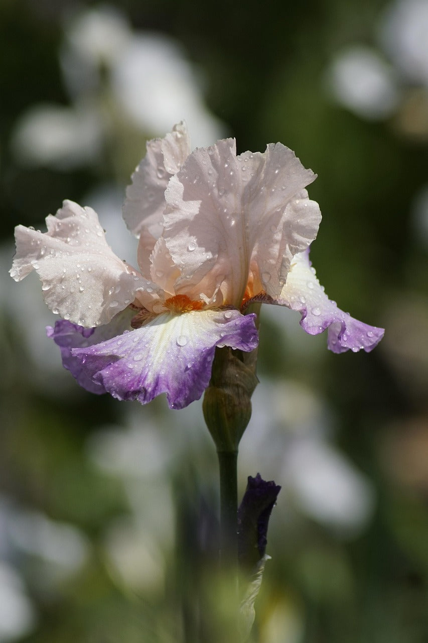 Purple/White Tall Bearded Iris