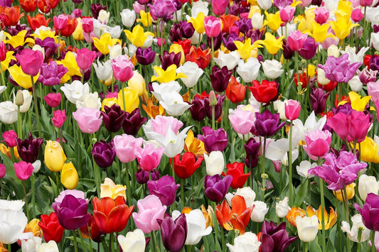 Trumpet Tulip Mix image 0