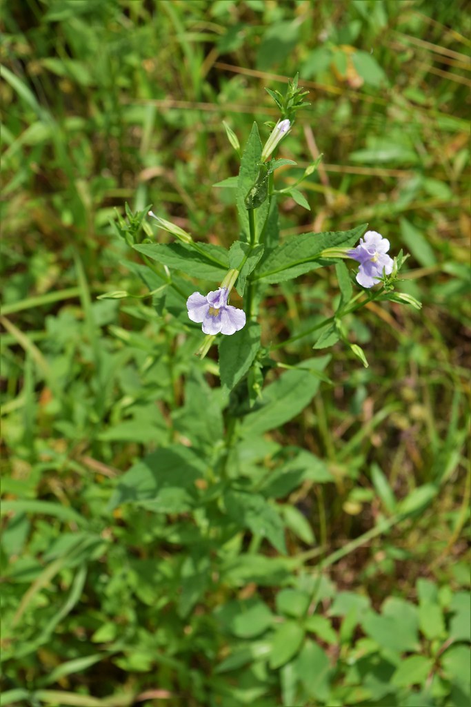 Allegheny Monkeyflower image 1