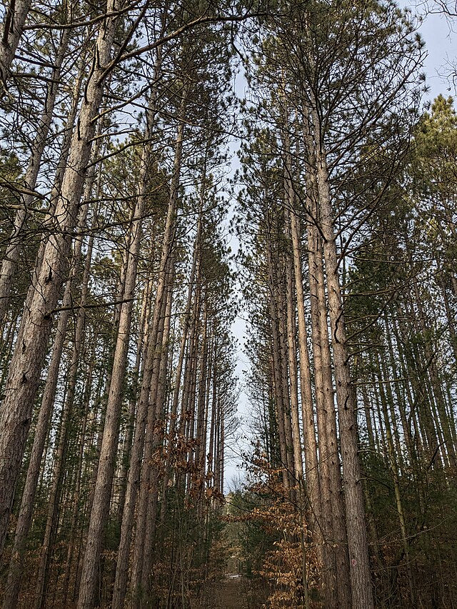 Red Pine image 2