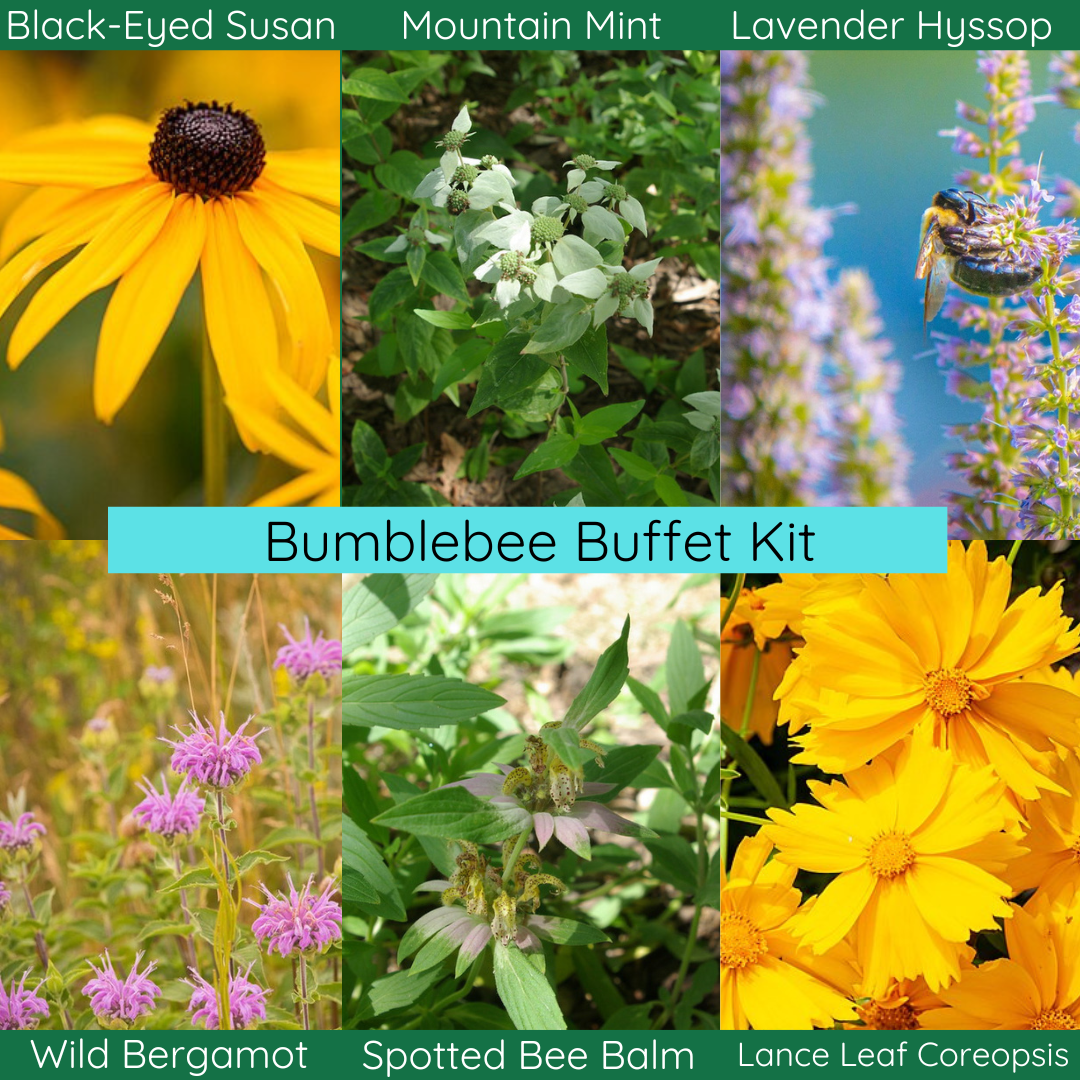 Bumblebee Buffet Garden Kit