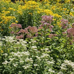 Wet Meadow Wildflower Seed Mix image 0