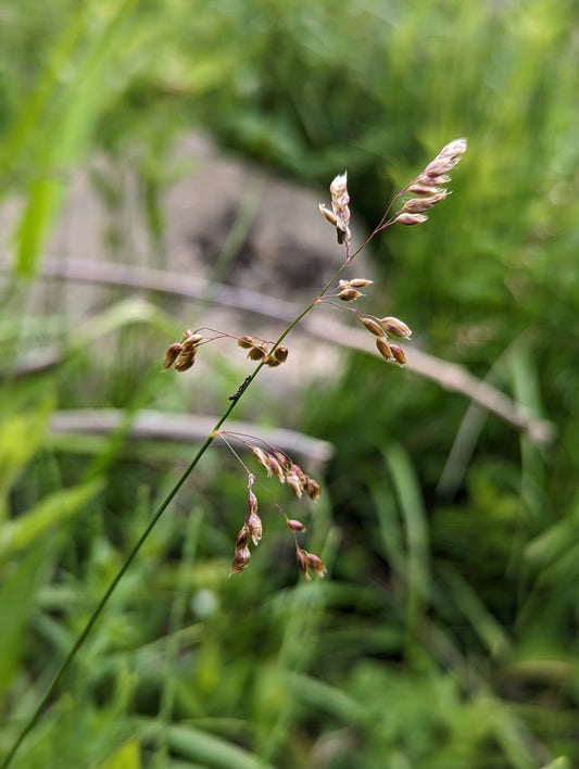 Sweet grass image 0