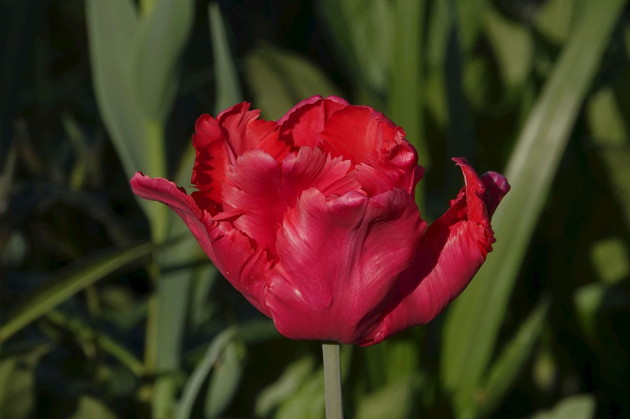 Parrot Tulip Mix image 1