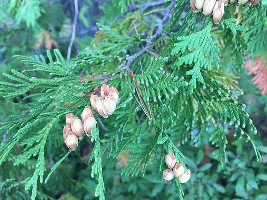 White Cedar image 0