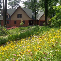 Honeybee Wildflower Seed Mix image 0