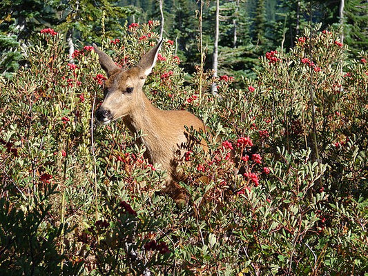 American Mountain Ash image 0