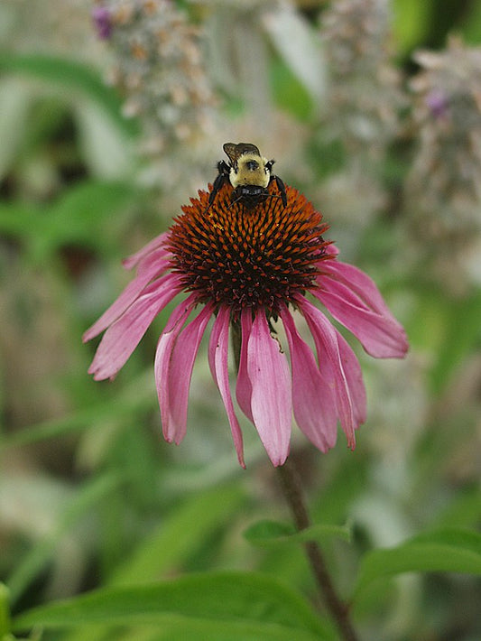 Purple Coneflower image 0