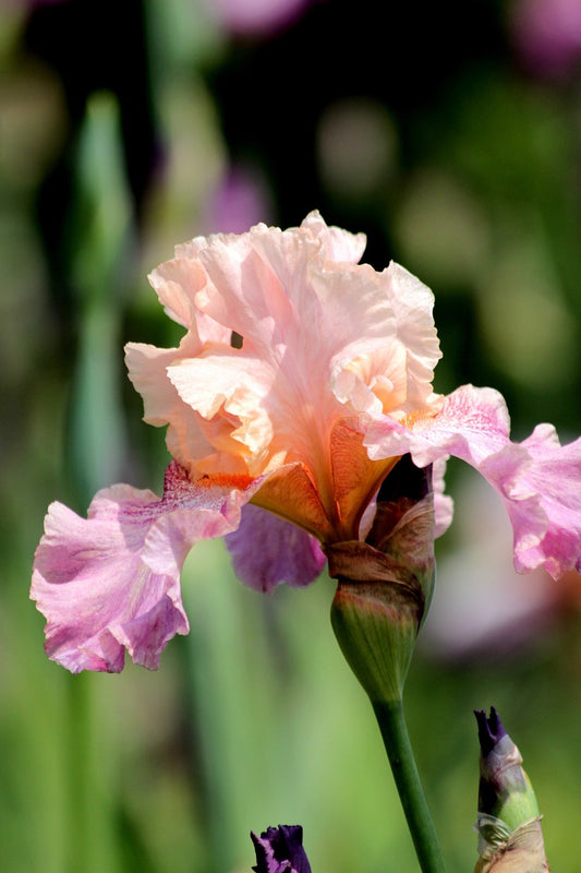 Peach Tall Bearded Iris image 0