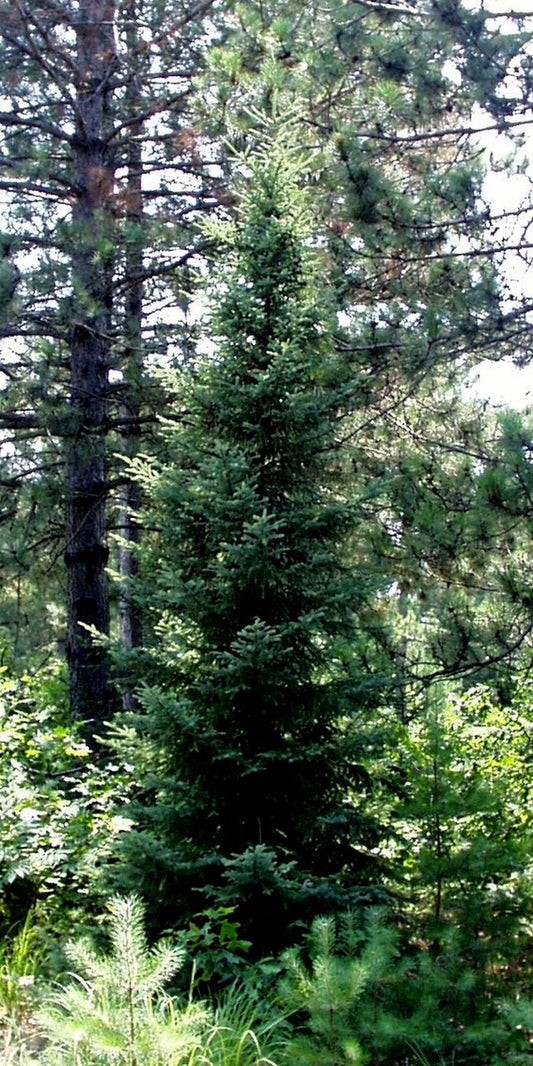 Black Spruce image 0