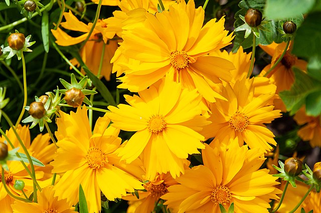 Lanceleaf Coreopsis image 0