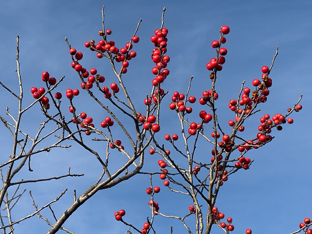 Holly - Winterberry image 0