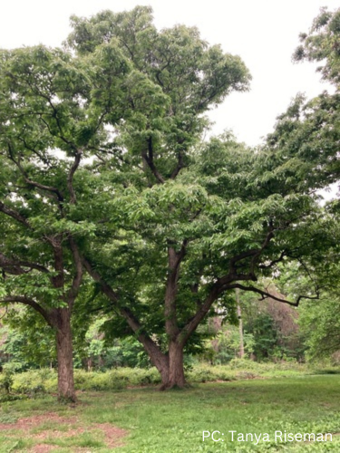 Chinese Chestnut image 1