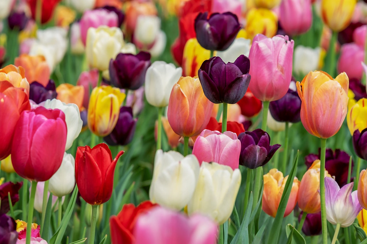 Trumpet Tulip Mix image 1