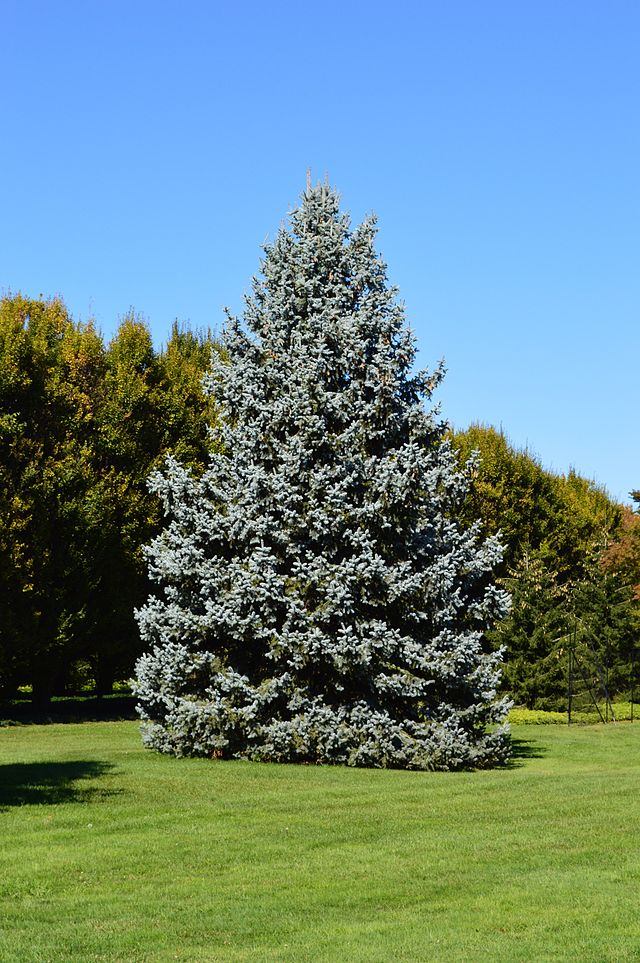 Blue Spruce image 0