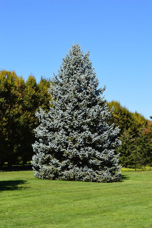 Blue Spruce image 0
