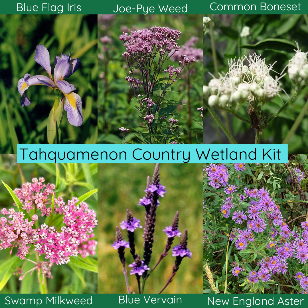 Tahquamenon Country Wetland Garden Kit