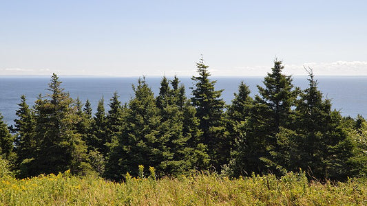 White Spruce image 0