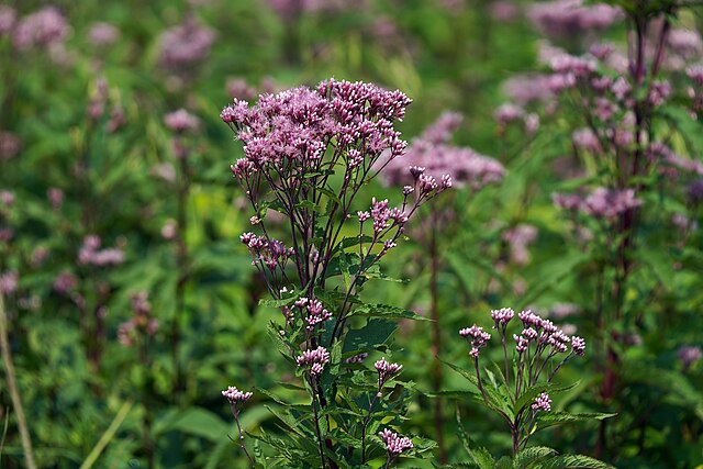 Joe Pye Weed image 0