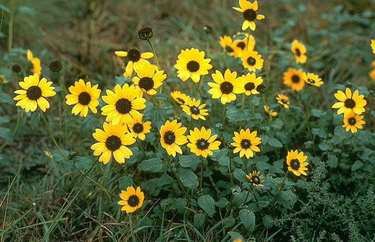 Prairie Sunflower image 0