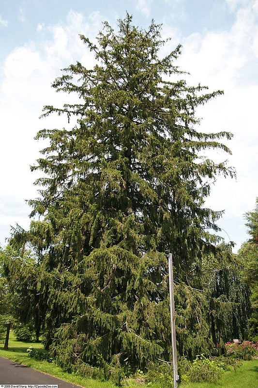 Norway Spruce image 0