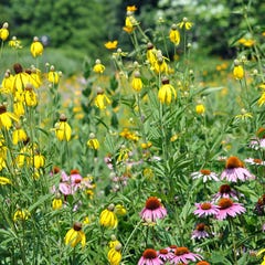 Mi Pollinator Wildflower Seed Mix image 0