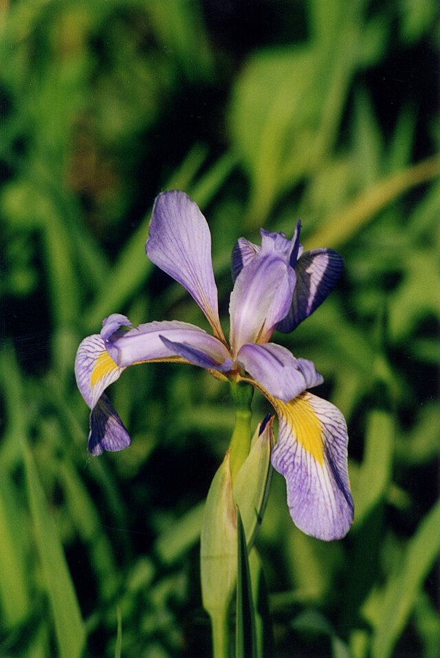 Blue Flag Iris image 0