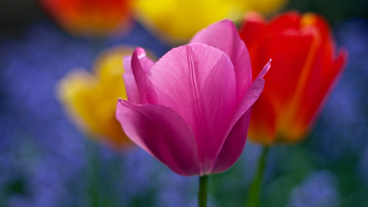 Darwin Hybrid Tulip Mix image 1
