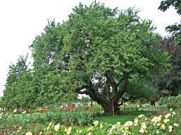 Black Cherry image 0