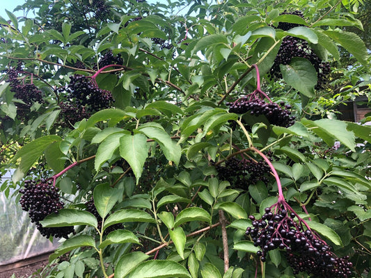 Ranch Elderberry image 0