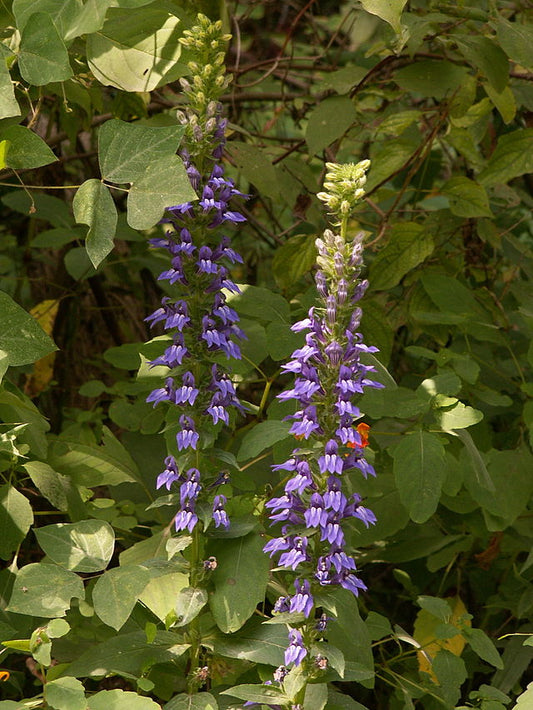 Great Blue Lobelia image 0