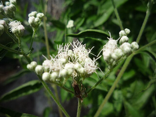 Boneset image 0
