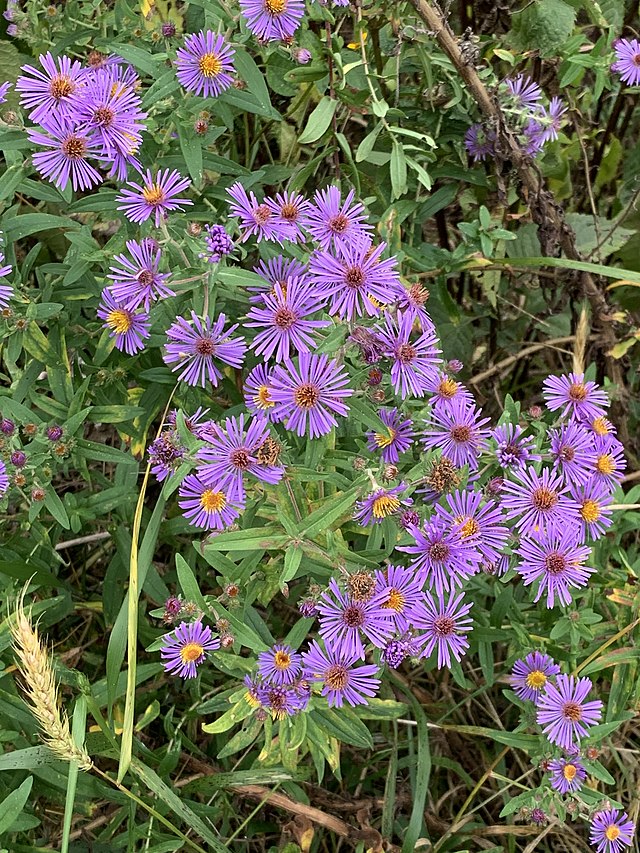 New England Aster image 0